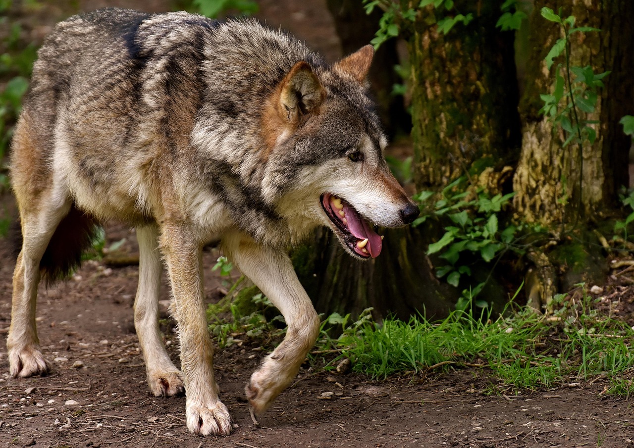 Wolf im Mühlviertel zum Abschuss freigegeben