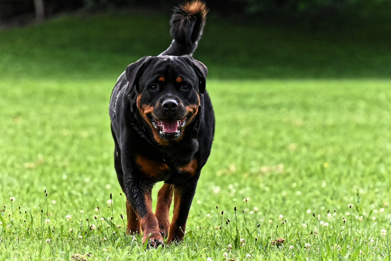 6-Jährige nach Rottweilerbiss im Krankenhaus