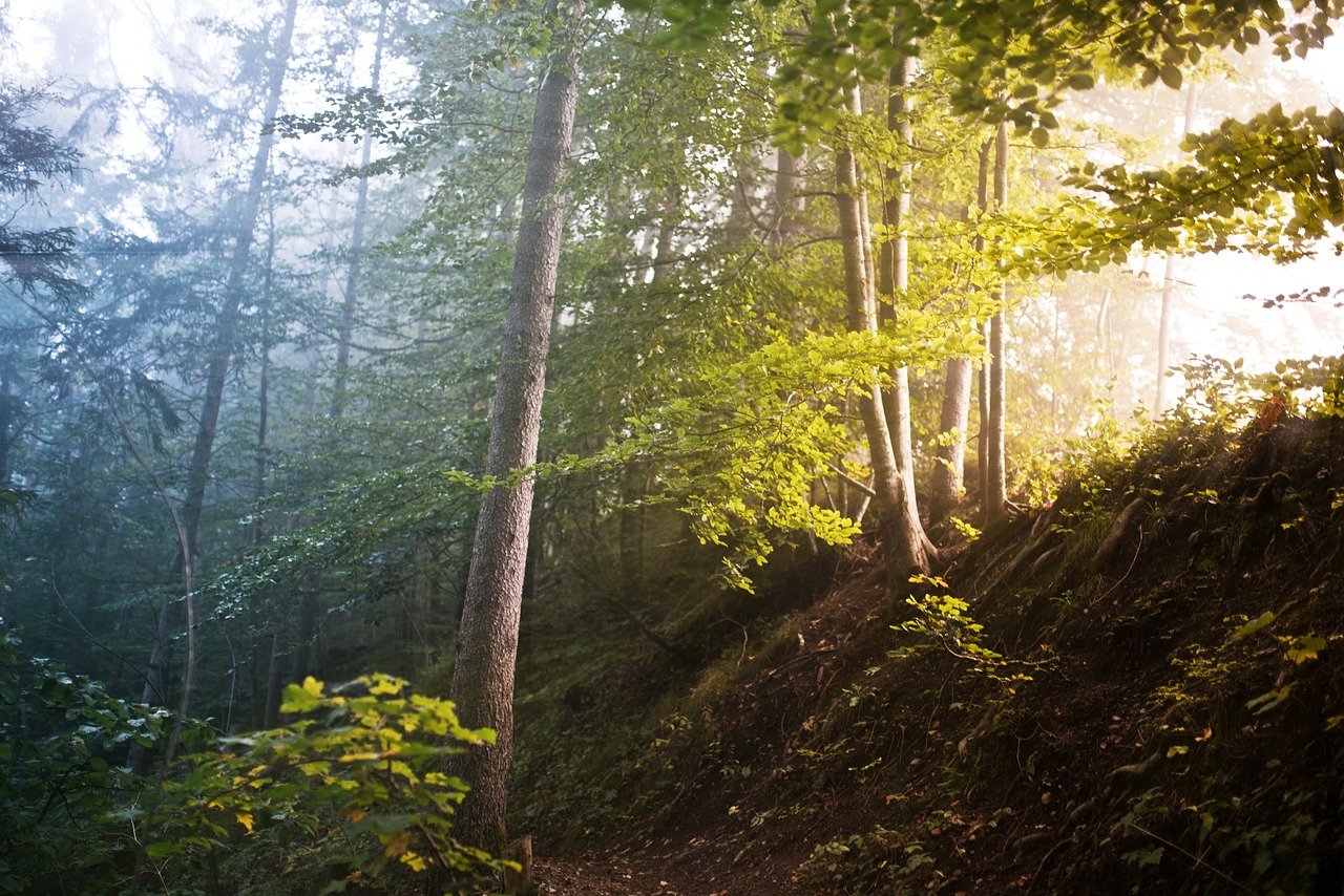 So gesund ist der Wald für uns Menschen wirklich!