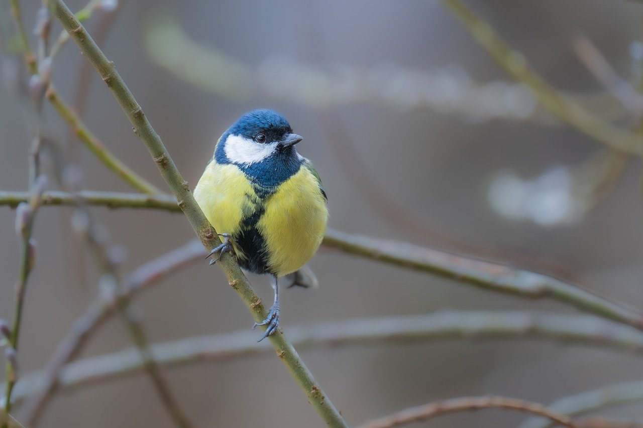 tit, great tit, bird
