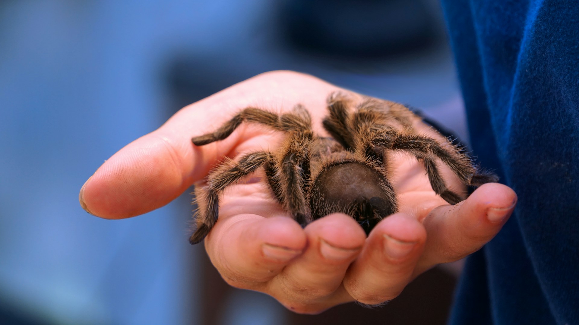 Zahlreiche exotische Tiere in Braunau beschlagnahmt