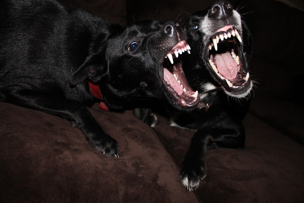 funny, dogs, animals