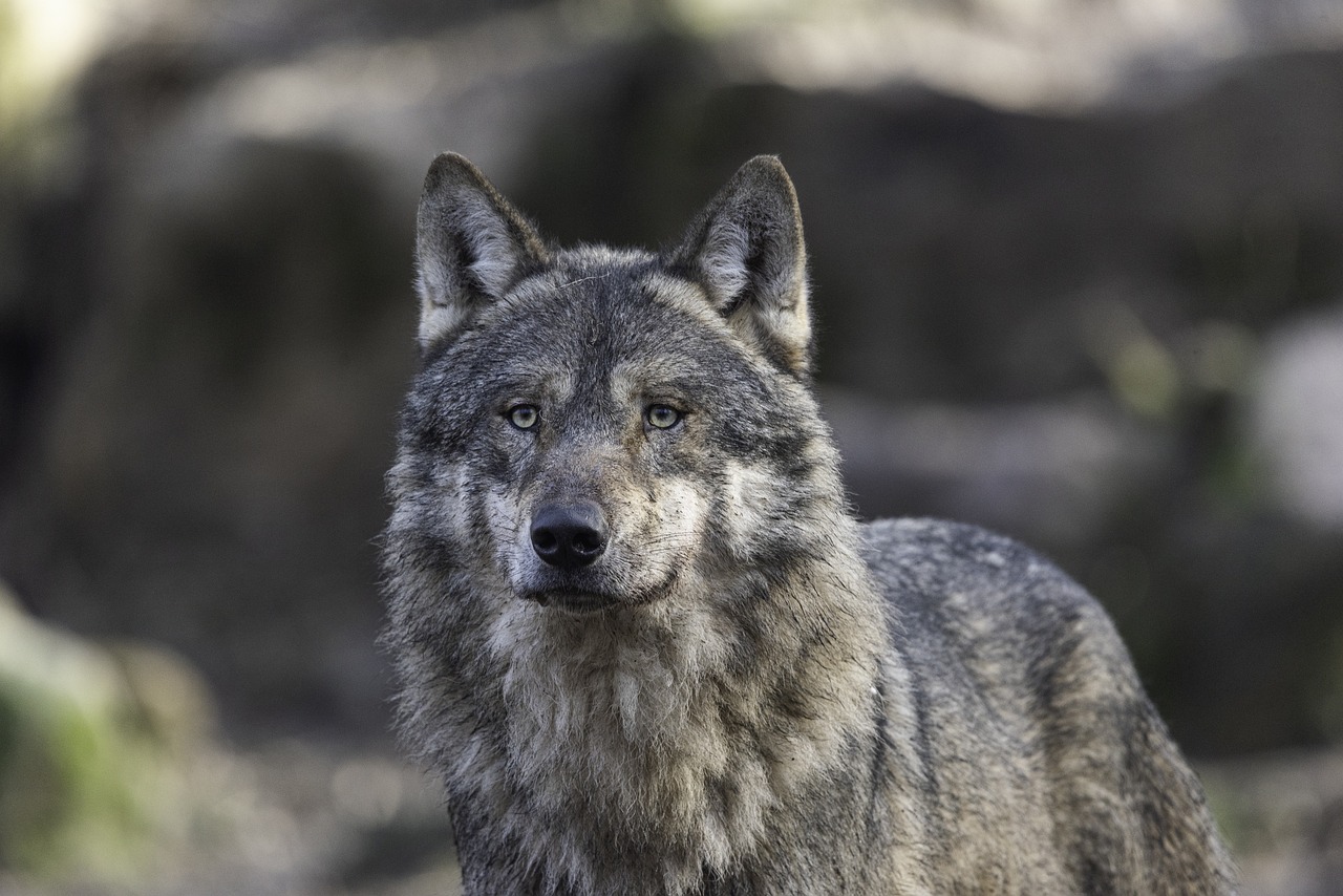 Wolf in Leonding unterwegs
