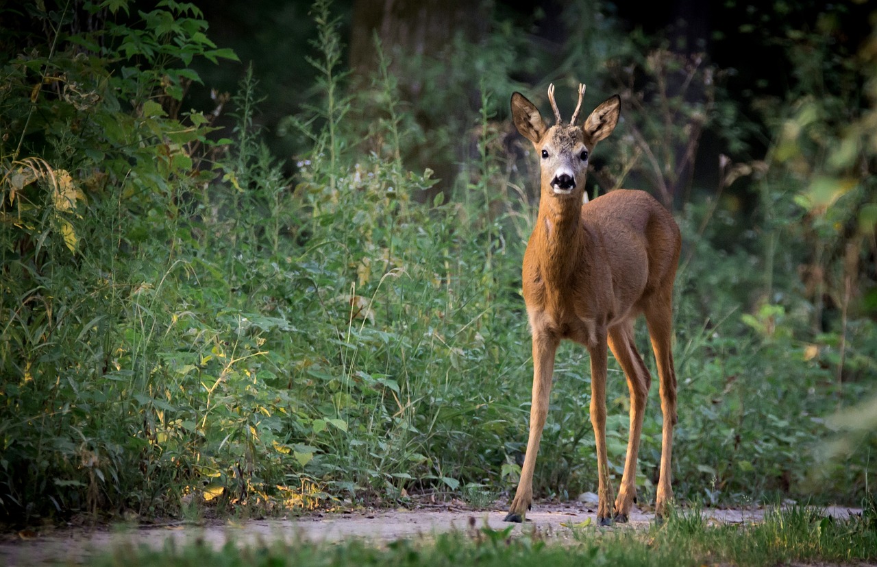 Achtung Wildwechsel!