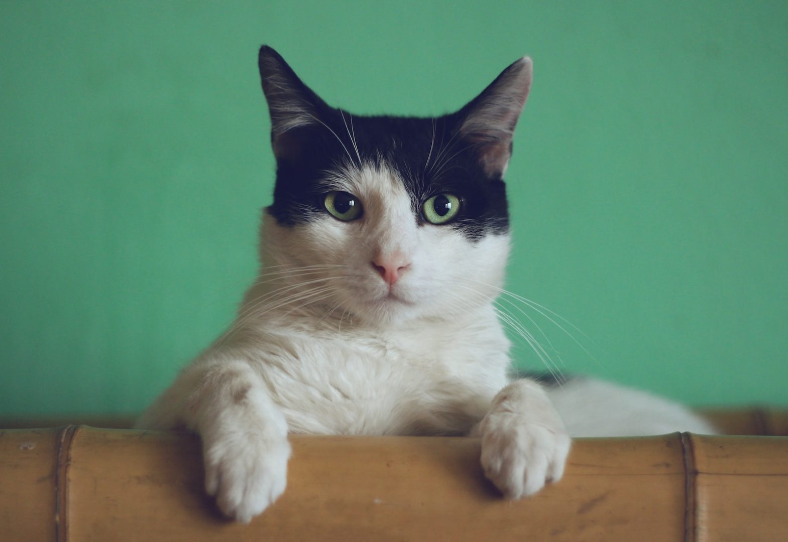 ChatGPT schreibt Eminem-Song über Katzen
