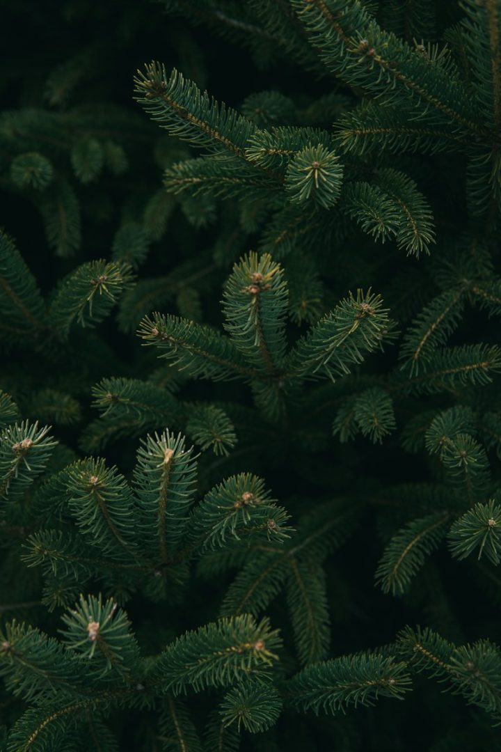 So viel zahlst du heuer für deinen Christbaum!
