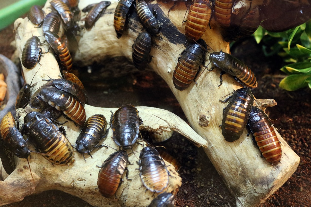 cockroaches, bugs, insect
