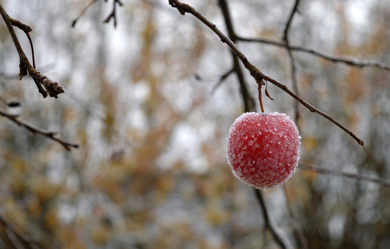 Frost: OÖs Obstbauern zittern um Ernte