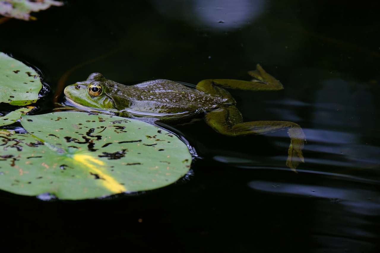 Froschklaub-Börse: Rettet die Frösche!