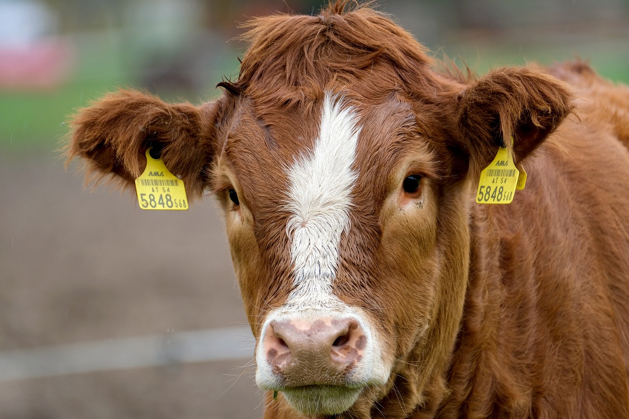 Maul- und Klauenseuche: Alarmbereitschaft bei Landwirten