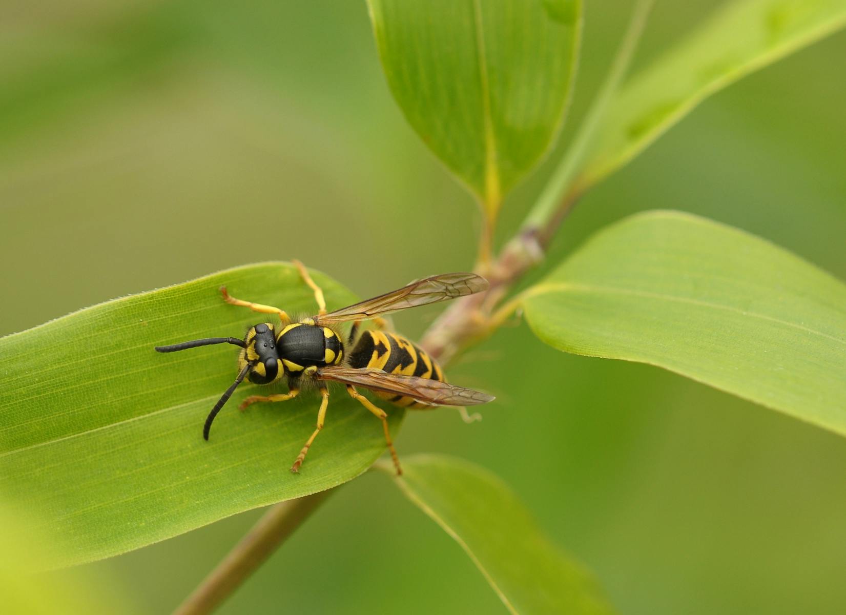 Insektenstiche als Gefahr