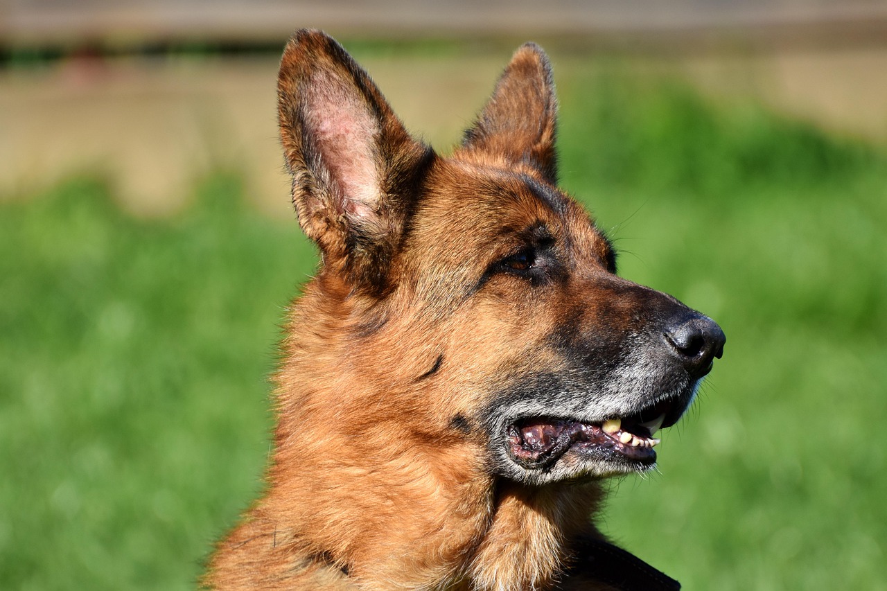 Frau von Hund gebissen