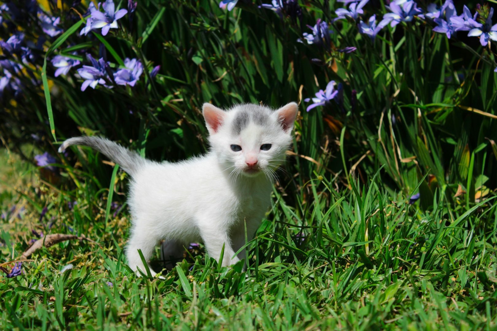 Katzenbaby wird Polizistin!