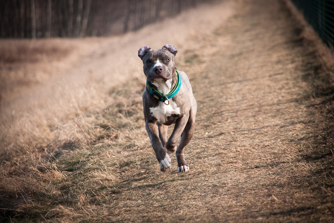Paukenschlag bei getöteter Joggerin: Drei Kampfhunde statt einer!
