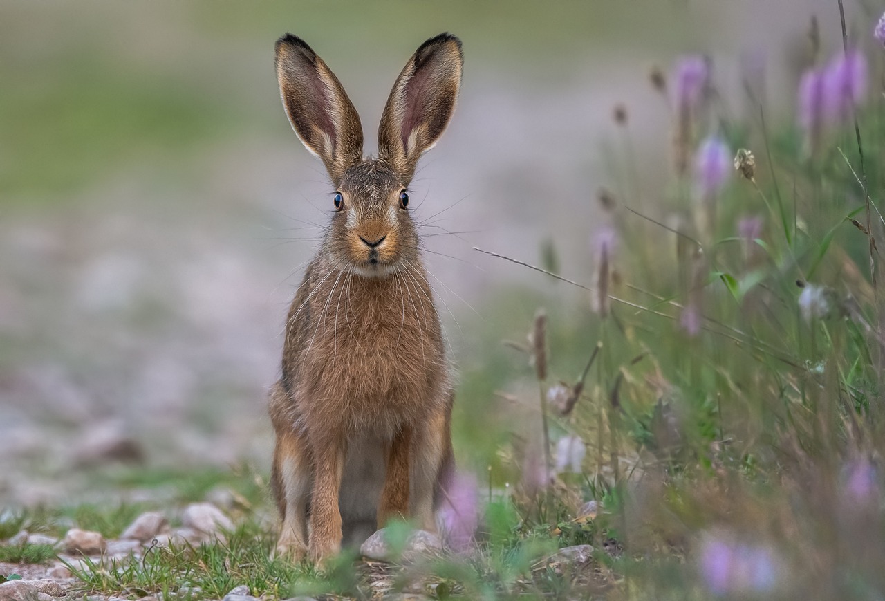 Ausgehoppelt: Hasentod auf unseren Straßen
