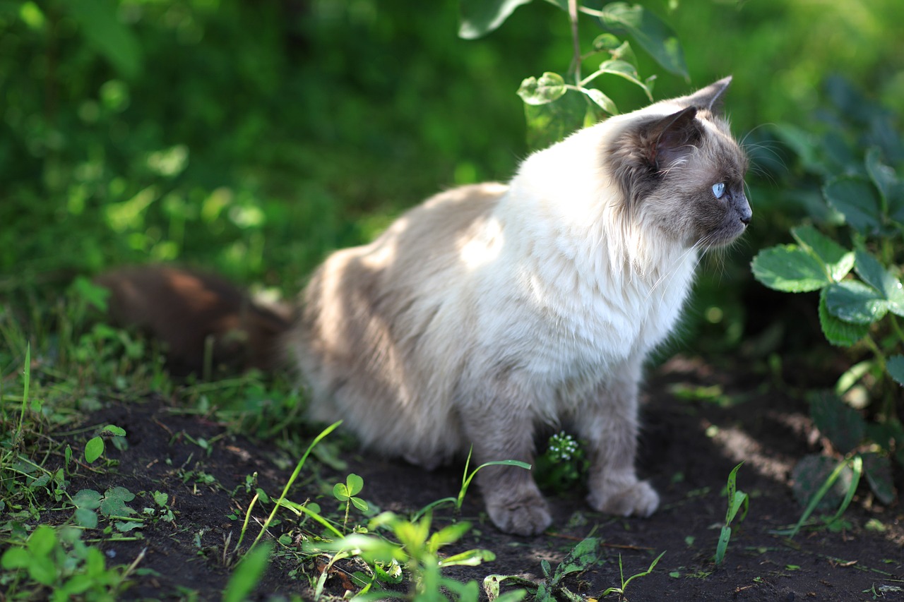 Katzen im Innviertel getötet