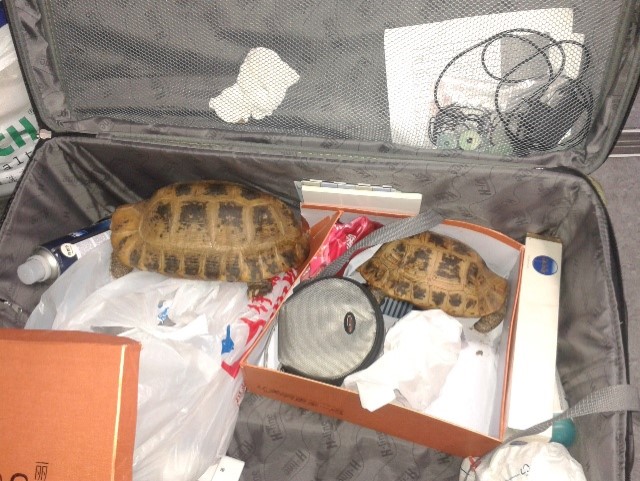 Schildkröten im Koffer: Kuriose Funde am Linzer Flughafen!