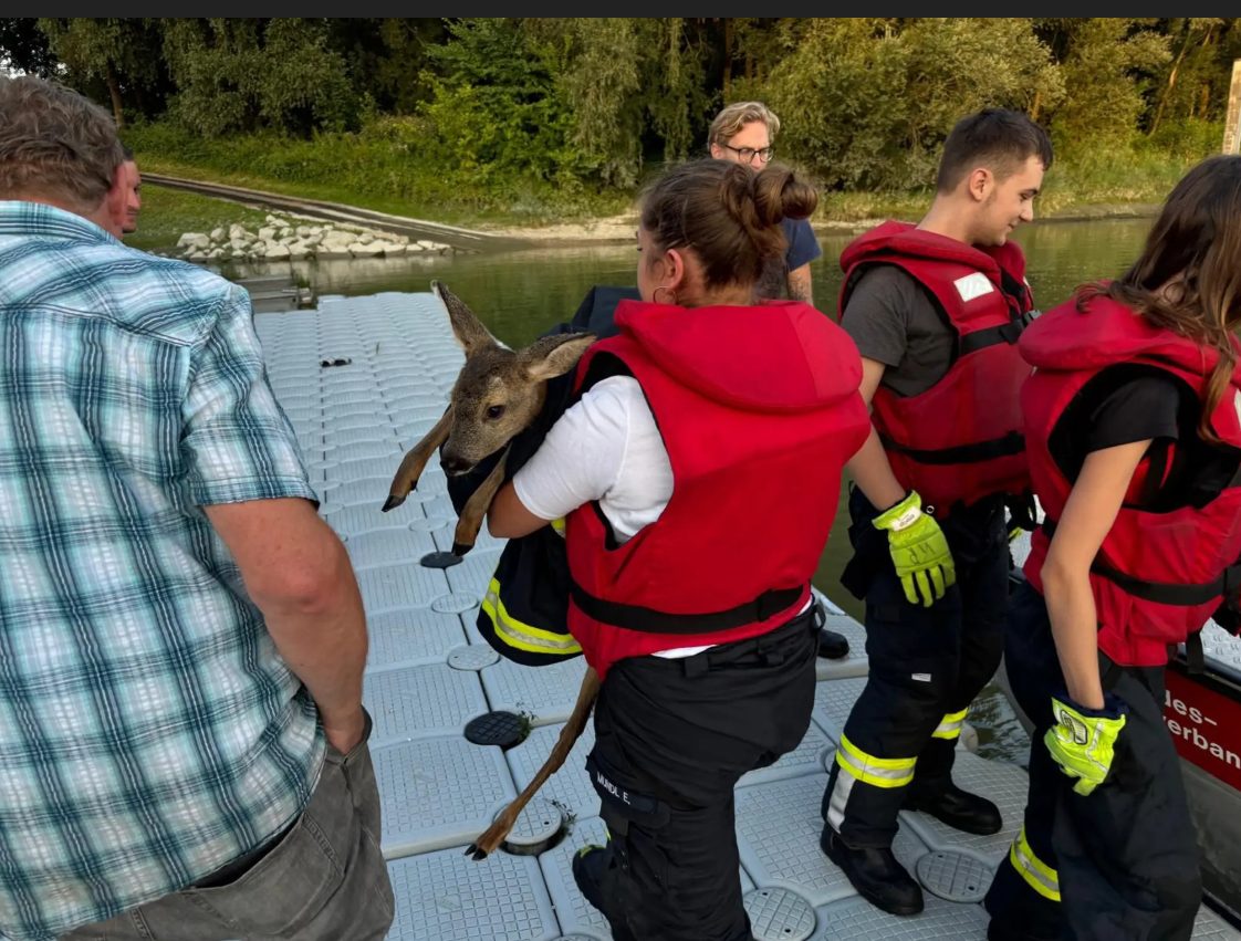 Rehkitz aus Donau gerettet