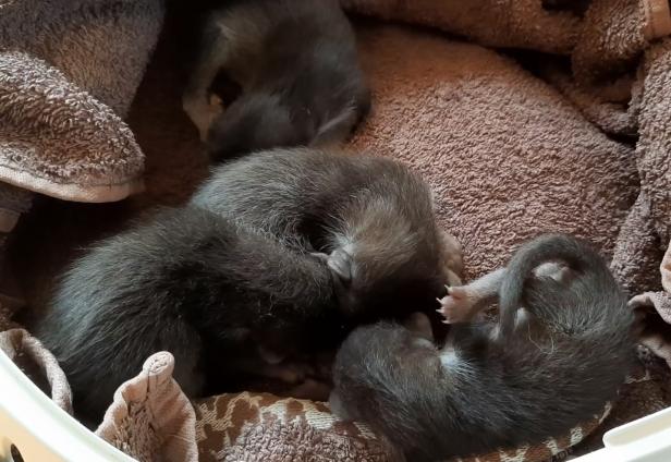 Süße Marderbabys gerettet