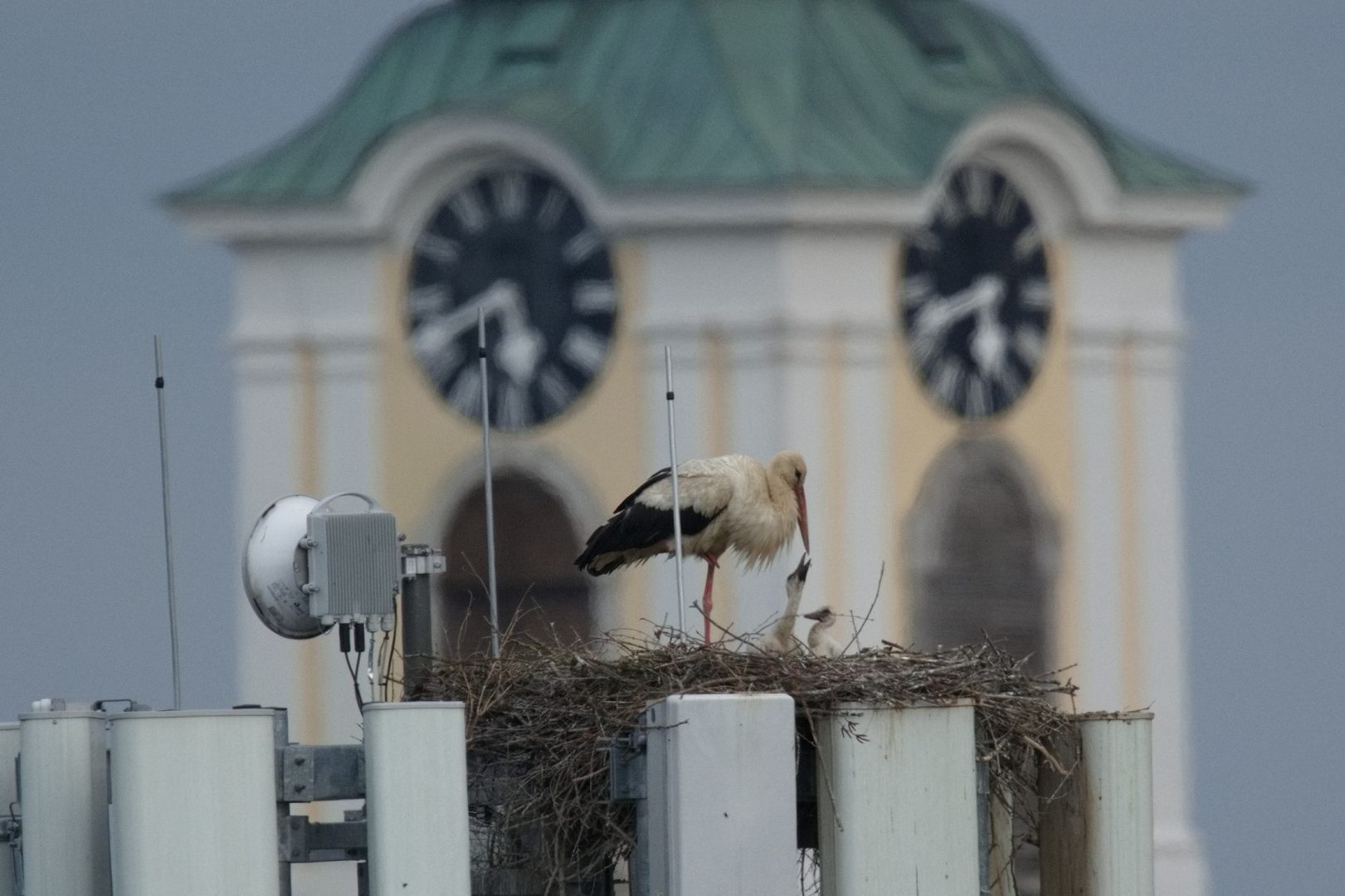 Storchenbabys wachsen auf Handymast heran