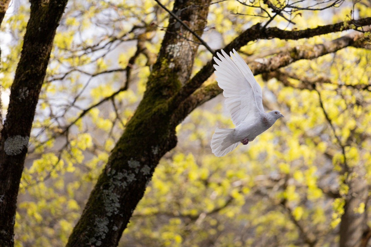 Mystik und Geist – Frieden stiften!