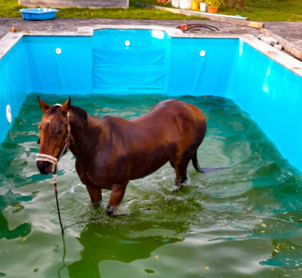 Pferd in Pool