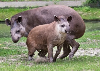 Tapir Lupo aus Schmiding kommt nach Australien
