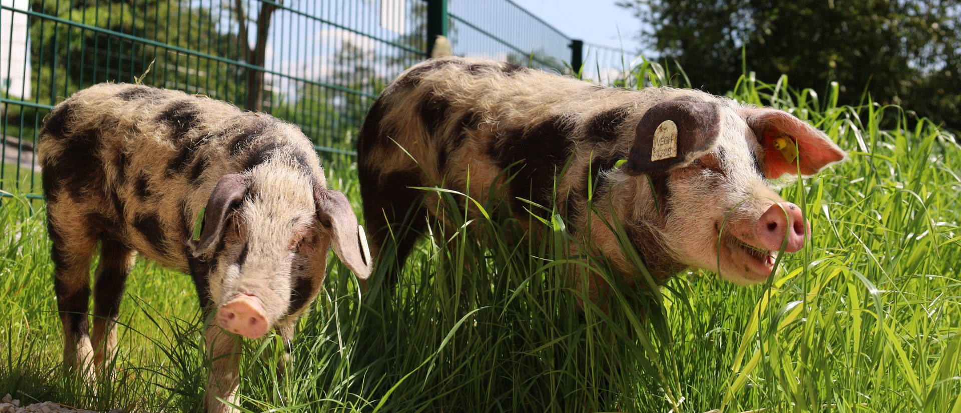 Süßer Neuzugang mit Ringelschwanz im Linzer Zoo!