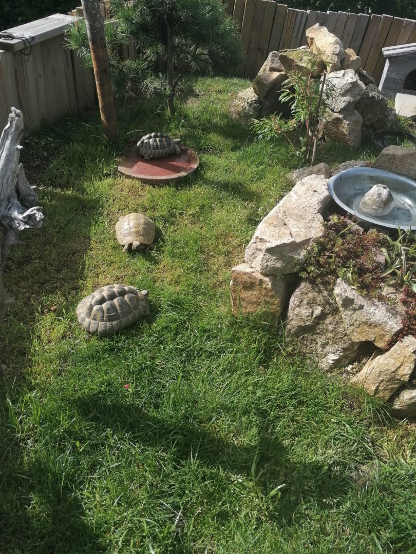 OÖ sucht flüchtige Schildkröte „Heidi“!