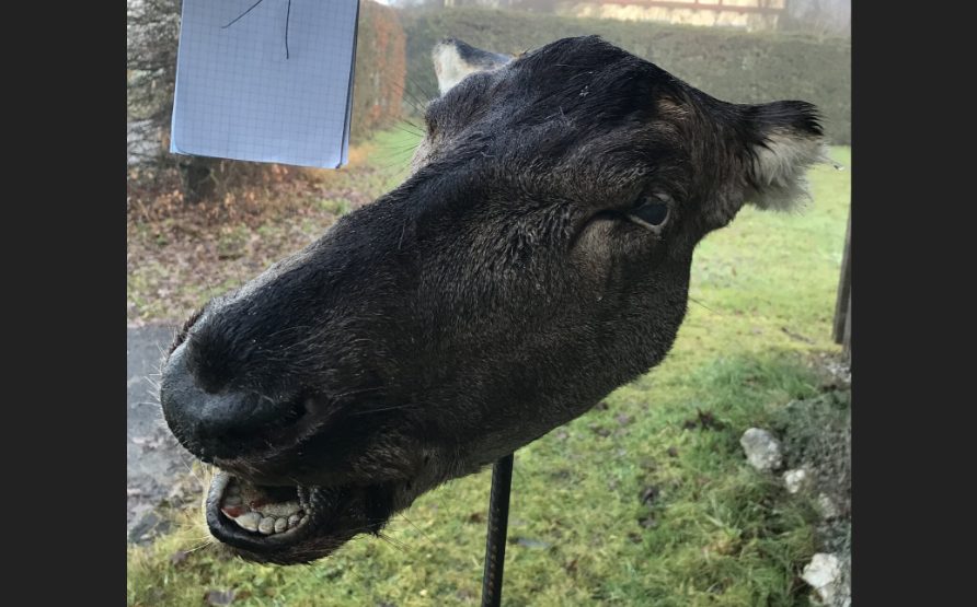 Krimi um abgetrennte Wild-Köpfe in Grünau geklärt