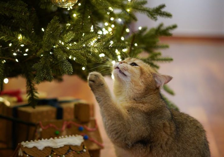 Weihnachten: Das sind die größten Gefahren für eure Haustiere!