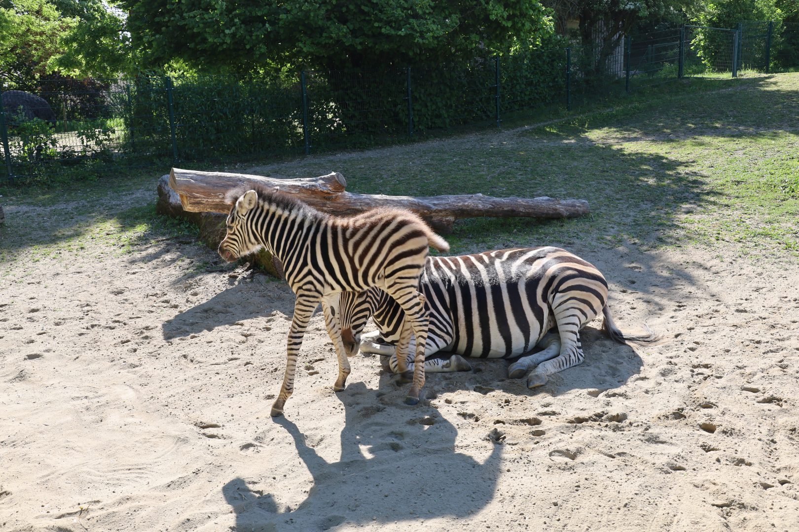 Zebra Baby im Zoo Linz